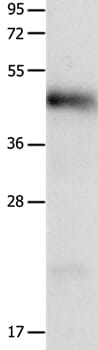 Anti-LRP1 Antibody (A13452) | Antibodies.com